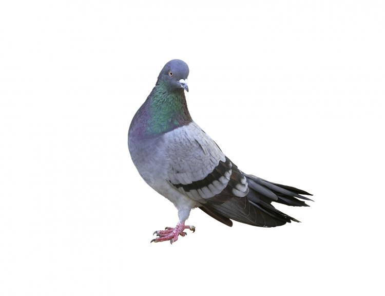 Les pigeons