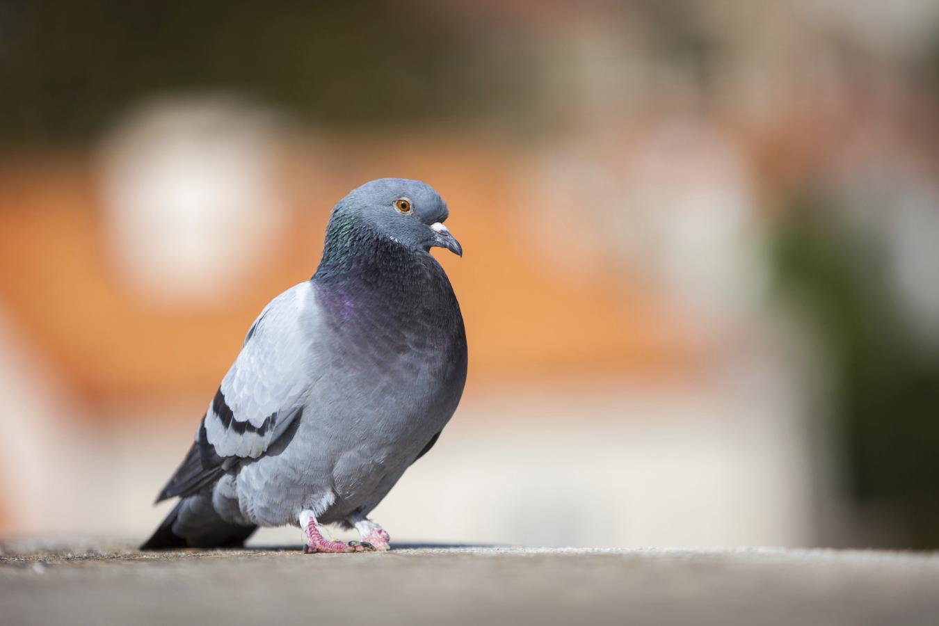 pigeon