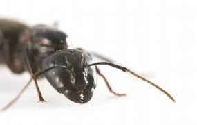 La fourmi noire