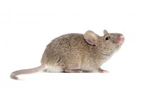 La souris domestique